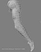 Wireframe arm showing tricep and forearm