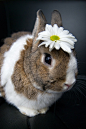 Miss Daisy Rabbit | Cutest Paw