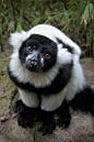 Black and White Ruffed Lemur ~ The Animals ... | Amazing ✈ World