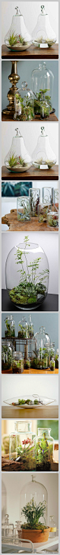 Terrarium的意思是，把植物种植在玻璃容器中。在玻璃容器给予的微环境中，植物能够得到与外界不同的微气候，湿度和温度变化相对较小，有利于植物到新的环境中得到缓冲和过渡。这种DIY的盆景方式很适合用来在室内观赏种植的植物，主要​​以小型的且喜阴、喜湿的植物为主，如苔藓、蕨类、兰花、空凤等等