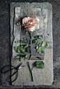 I can't stop looking at this photograph. It's so beautiful and tragic. I'm not sure if the photographer meant for this to be sad because it is linked to an article about the history of roses and their use in cooking. But it is sad.: 