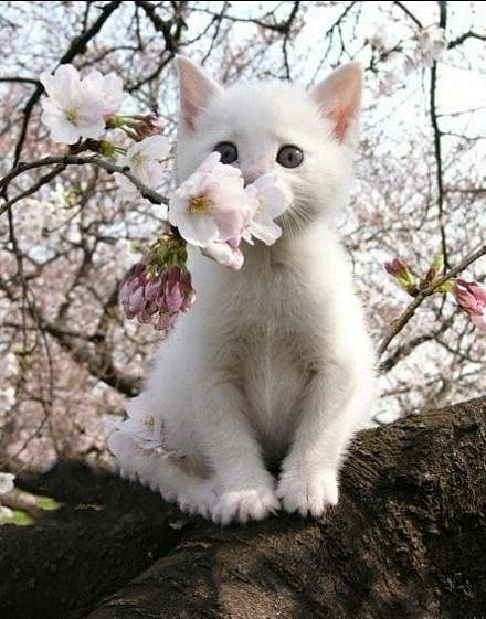 春天的樱花猫