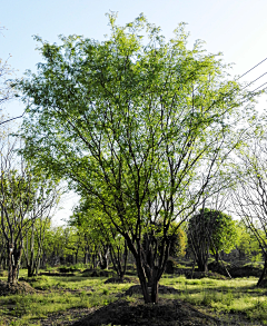 山中留客唐张旭草书采集到C-05种植三也