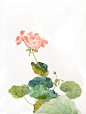 植物花卉插画、水彩