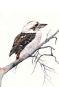 Kookaburra watercolor painting  PRINT of by LouiseDeMasi on Etsy