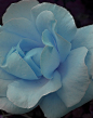  淡蓝的玫瑰，静静地绽放！