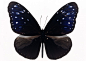 黑色蝴蝶标本图片