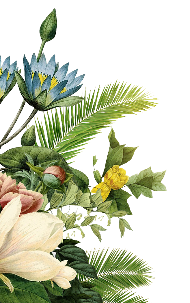 手绘花草  PNG(658×1047)