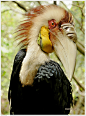 鸟类摄影Hornbill- bird found in tropical and subtropical Africa, Asia, & Melanesia