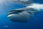 布氏鲸，又称热带鲸 ，属须鲸科。是一种不经常浮在水面上的鲸鱼，它的体表常附着一些浮游生物，也是一种具有掠夺性的鲸鱼。布氏鲸的名字是挪威捕鲸企业家约翰·布莱德（Johan Bryde）首次命名的。