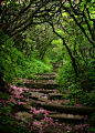 阿什维尔，北卡罗莱纳州的花园
Craggy Gardens, Asheville, North Carolina