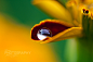 500px / Photo "Drop" by Triin Künnapas