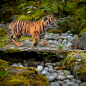 Photograph the eyes of the tiger by markus s. on 500px