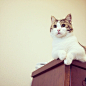 satoco 在 Instagram 上发布：“固まる。暑い日は、なるべく動かないに限るニャ  #cat #neko #catsofinstagram #catstagram #ネコ #猫 #ねこ #ねこ部 #マンチカン #munchkin”
猫、喵星人