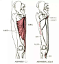 最全人体肌肉解剖套图，值得收藏！