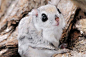 Tiny: The average Siberian flying squirrel weighs around 150 grams and is up to 34cms long with their tail (Photo/Agencies)