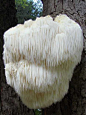 这种蘑菇也被称之为“刺猬蘑”或者“萨堤罗斯的胡子”(萨堤罗斯是半人半羊的森林之神)