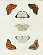 Pieter Cramer Butterflies 1775