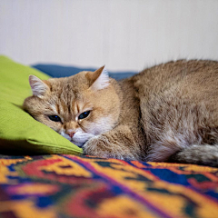 蓝染镜花水月采集到hosico_cat