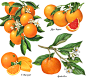 Botanical illustrations of oranges used for packaging.