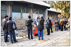 Flyinginlove采集到多图_踏雪寻梅，游走颐