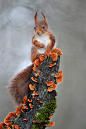 Red squirrel