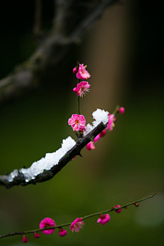 秋逸雅采集到梅兰竹菊