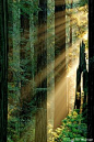 Redwood Photo, Stock Photo of Del Norte Coast Redwoods State Park, California