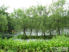 phoehua采集到西溪湿地公园:怡人的湿