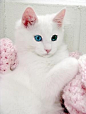 Turkish Angora - Gorgeous Kitty ! #喵星人#