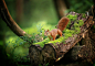 General 2000x1395 wood moss green plants nature squirrel animals