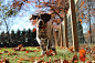 Autumn Pup photo by Tim Golder (@tgolder213) on Unsplash : Download this photo in Cochranville, United States by Tim Golder (@tgolder213)