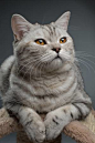 ふわふわ灰色美しい大人の猫、暗い背景に品種スコットランド ストレート、近い肖像画 写真素材
