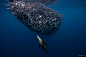 UNDERWATER水下动物摄影-Jorge Cervera Hauser [22P] (2).jpg