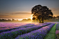 Photograph Dreamy Lavender by Daniel Hannabuss on 500px