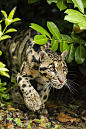 Clouded Leopard Series by Colin Langford on 500px