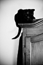 女巫们的精灵 黑猫小清新美图 | Aladd设计量贩铺