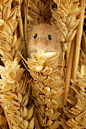 Photograph tiny tim by Mark Bridger on 500px