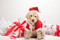 拉布拉多犬,小狗,圣诞节,服饰