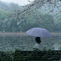 “曾醒驚眠聞雨過，不覺迷路為花開。
曲院風荷，櫻落如雪。 ” ​​​​