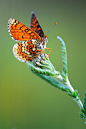 Melitaea cinxia 09 by *mescamesh
