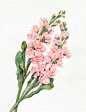 Stock flowers : illustration for wedding cards. 