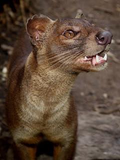 The fossa is a cat-l...