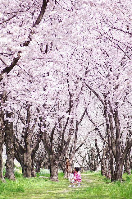 Cherry blossoms,Japa...
