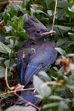 玲珑骰采集到birds