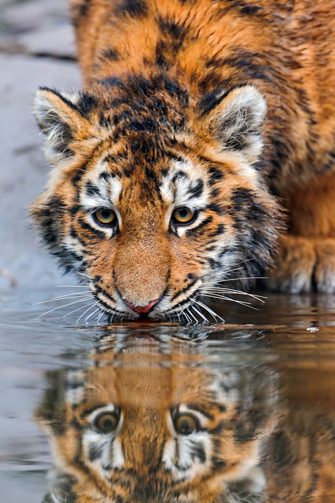 小老虎喝水