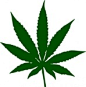 大麻,植物,叶,绿色