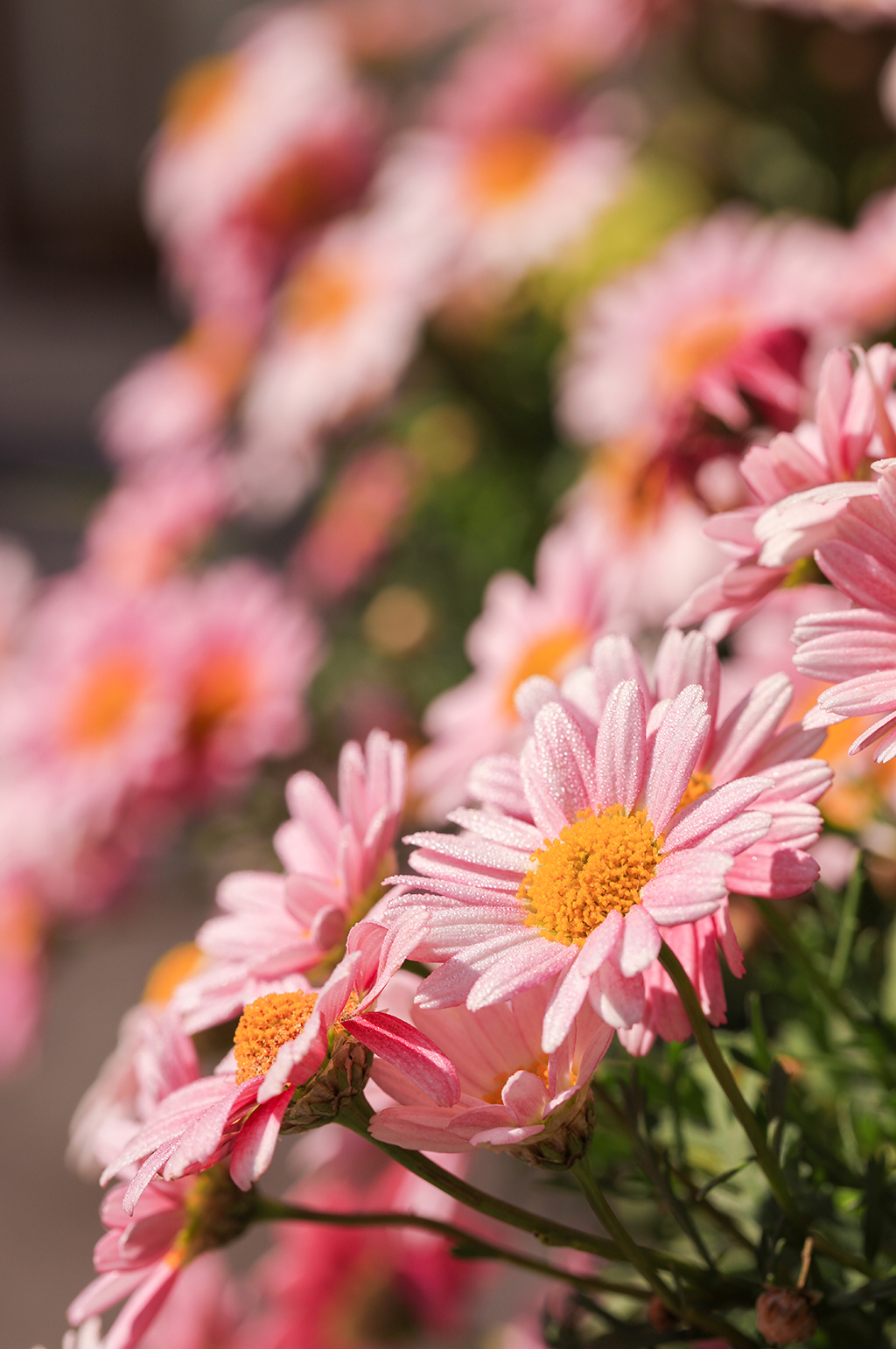 ea3016c9cbf0b6619fa74e1fd5b4b843f0c9bbfbfaa08-inujuP