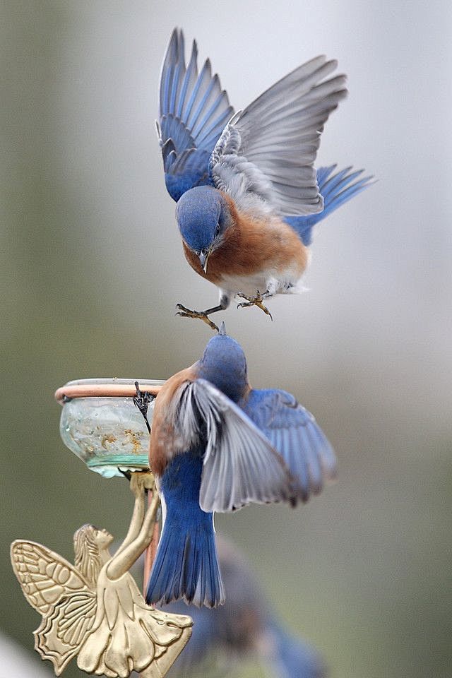 Bluebirds - GardenWe...