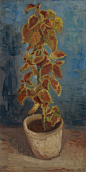 Flame Nettle in a Flowerpot 1886